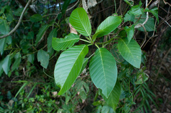 Dendrocnide meyeniana