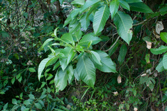 Dendrocnide meyeniana
