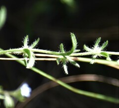 Lappula occidentalis