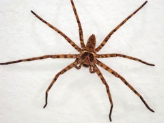 Heteropoda venatoria