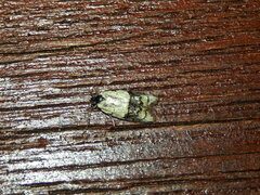 Tracholena sulfurosa