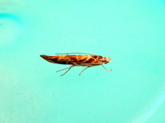 Trachydora chrysodoxa