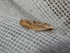 Tymbophora peltastis