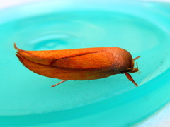 Wingia aurata