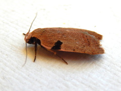 Zonopetala quadripustulella