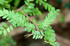 Gleditsia rolfei