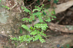 Gleditsia rolfei