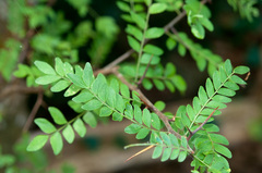 Gleditsia rolfei