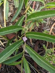Eremophila debilis