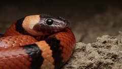Lampropeltis annulata