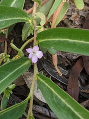 Eremophila debilis