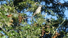 Tyrannus melancholicus