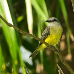 Tyrannus melancholicus