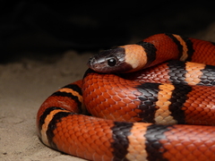 Lampropeltis annulata