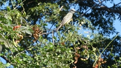 Tyrannus melancholicus