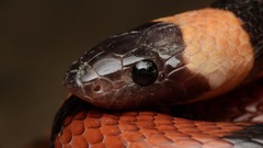 Lampropeltis annulata