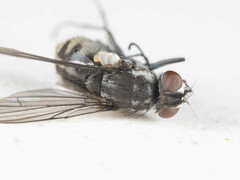 Limnophora setinerva