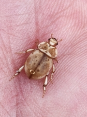 Chaerodes trachyscelides