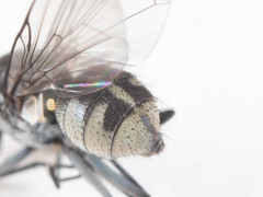 Limnophora setinerva