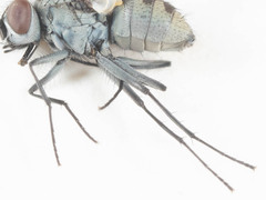 Limnophora setinerva