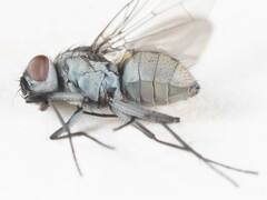 Limnophora setinerva