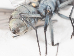 Limnophora setinerva