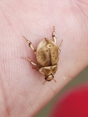 Chaerodes trachyscelides