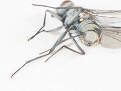 Limnophora setinerva