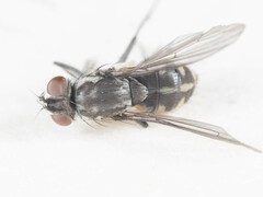 Limnophora setinerva