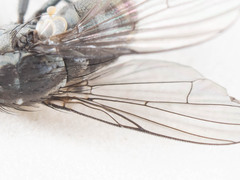 Limnophora setinerva