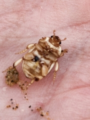 Chaerodes trachyscelides