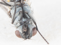 Limnophora setinerva