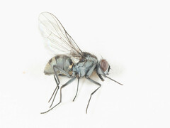 Limnophora setinerva