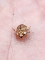 Chaerodes trachyscelides