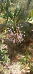 Grevillea sericea