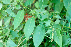 Deeringia amaranthoides