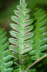 Pteris longipes