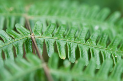 Pteris longipes