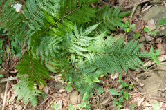 Pteris longipes
