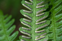 Pteris longipes