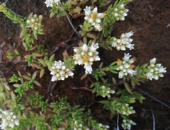 Crassula dependens