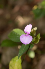 Dicliptera tinctoria