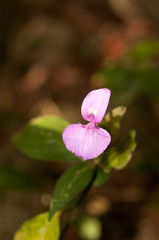 Dicliptera tinctoria