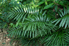 Bolbitis angustipinna