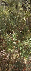 Grevillea sericea