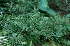 Bolbitis angustipinna