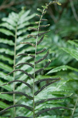 Bolbitis angustipinna