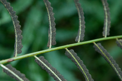 Bolbitis angustipinna