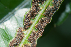 Bolbitis angustipinna