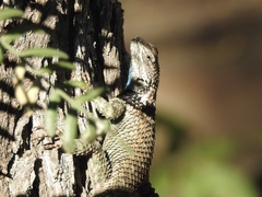Sceloporus torquatus